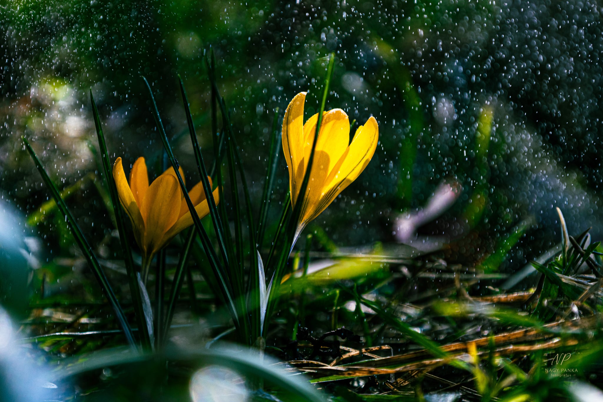 Nagy Panka Photography hero kép 4